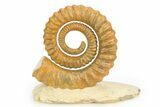 Early Devonian Ammonoid (Anetoceras) - Tazarine, Morocco #306906-1